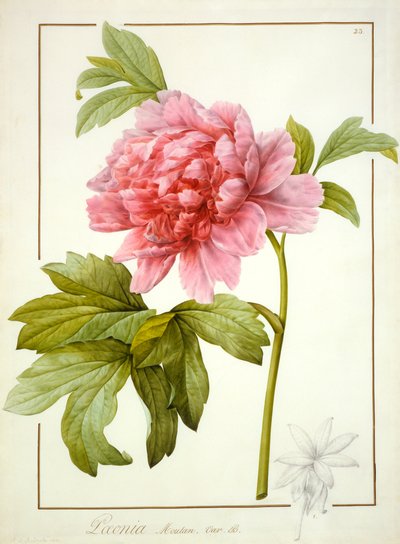Paeonia Suffruticosa, 1812 von Pierre Joseph Redouté
